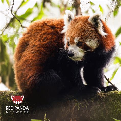 Red Panda Network on LinkedIn: #redpandas #redpanda #funfactfriday # ...