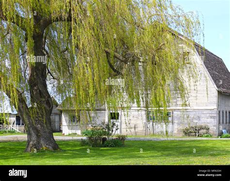A large weeping willow tree in front of an old worn and weathered white ...