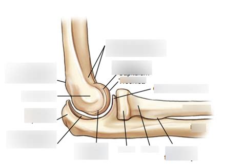 Image result for Elbow Contralateral