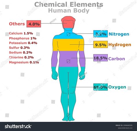 Image result for Human Body Elements