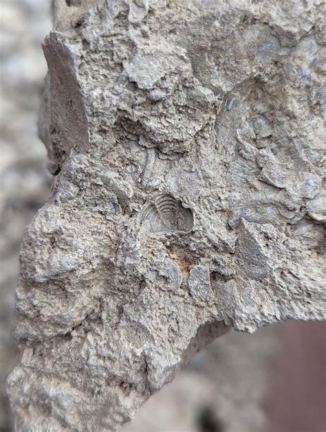 Is this an imprint of a Trilobite butt? Trammel Fossil Park, OH. : r ...