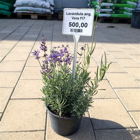 Lavandula angustifolia ‘Vera’ F17 - Gardenium Novi Sad, Đakona Avakuma ...