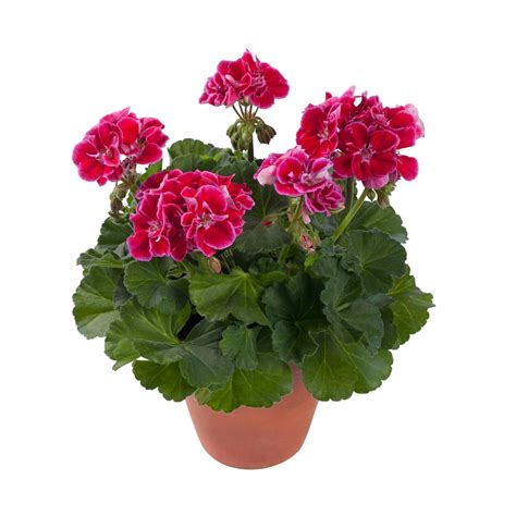 Enrich with Nature | Pelargonium Dark Delight Spanish Wine 1.5 litre ...