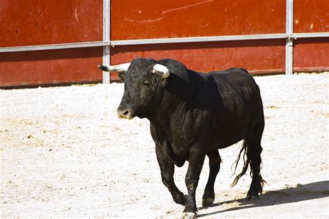 Spain Animal Cruelty