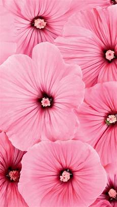 Home Screen Wallpaper Flower Images by Beautiful Flowers Wallpapers Best Flowers For Lock Home Screen Wallpaper Flower Images