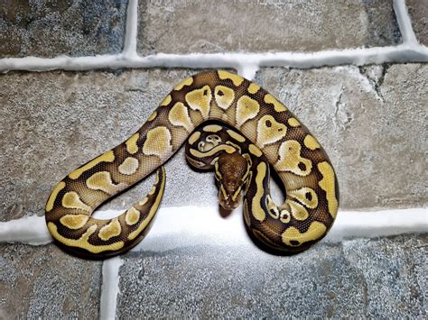 Image result for Desert Ghost Axanthic Ball Python