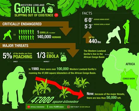 western-lowland-gorillas | Western lowland gorilla, Gorilla, Lowland