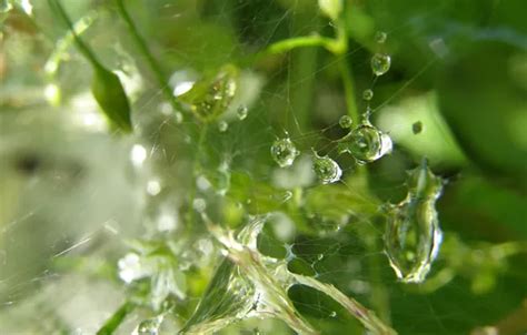 Wallpaper water, drops, Rosa, network, web, a thin thread for mobile ...