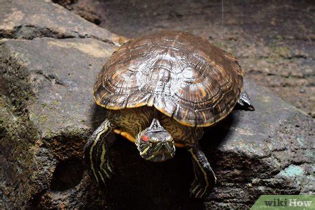 Setting Up a Turtle Tank 的图像结果