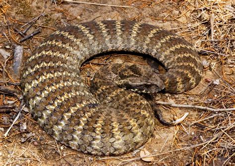 Las serpientes más venenosas y letales del mundo | Page 9 of 25 ...