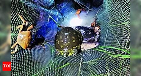 Chinese Nets: Chinese nets endangering turtles and birds in Bengal ...