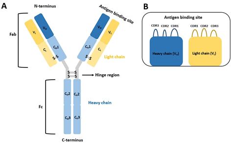 Design of Tetra-Peptide Ligands of Antibody Fc Regions Using In Silico ...