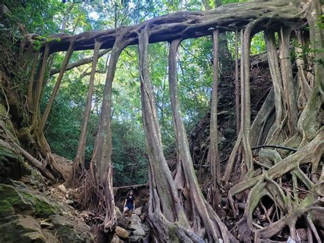 Image result for Tree Root Bridge