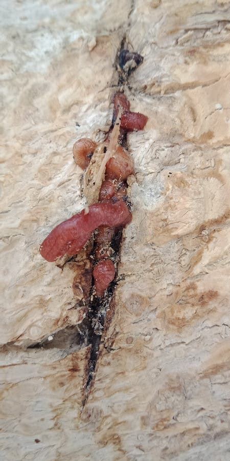 Image result for Exploding SAP Tree