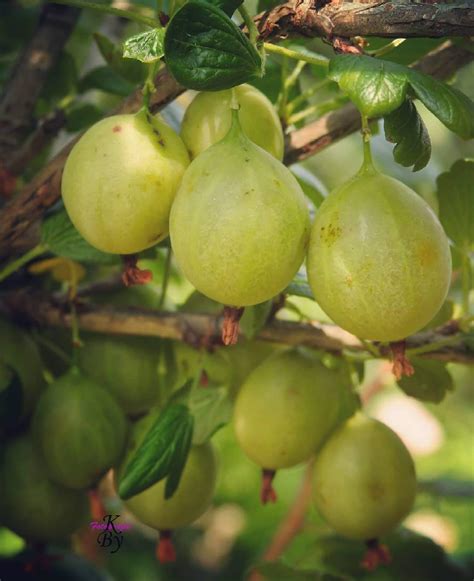 FLARE SEEDS Amla Vegetable F1 Hybrid Seeds - Pack Of 100 Premium Seeds ...