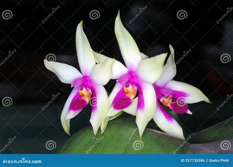 Phalaenopsis Bellina is an Orchid Endemic To Borneo. Stock Photo - Image of flowers ...