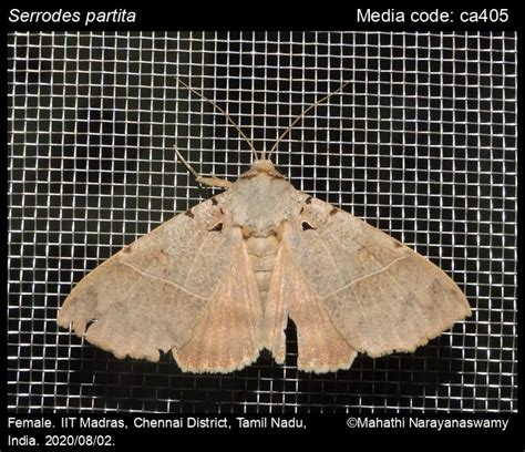 Serrodes partita | Moths