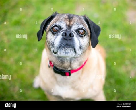 A Pug x Beagle mixed breed dog, also known as a "Puggle", wearing a red ...