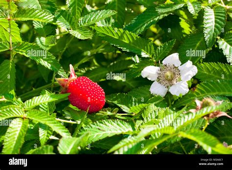 Red Raspberry Bush 的图像结果