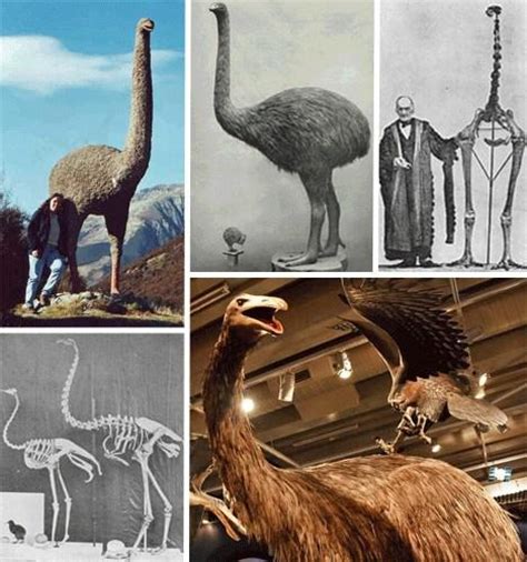 Andalgalornis steulleti | Animals extinct, Ancient animals, Prehistoric ...