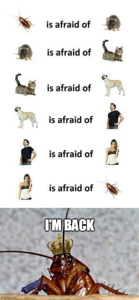 Cockroach Meme 的图像结果