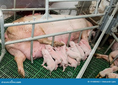 Animal Agriculture 的图像结果