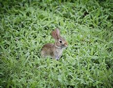 Image result for Baby Wild Rabbit Food