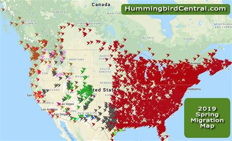 Hummingbird Spring Migration Map 的图像结果