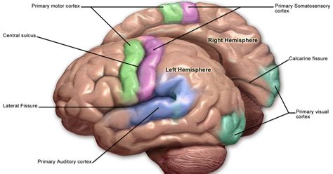 Brain Function Map 的图像结果