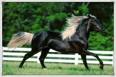 世界上最漂亮的10大名马，阿拉伯马排第二，第一被称黄金之马