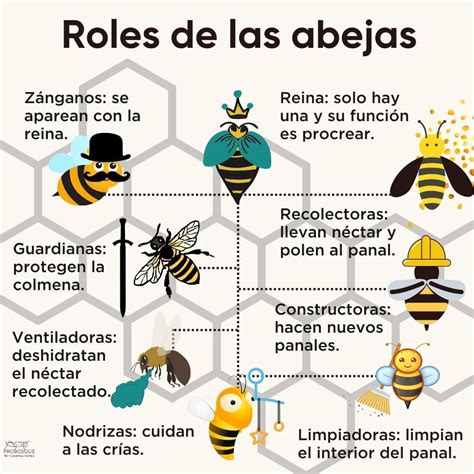 Bee Poster - Spanish, English, Latin