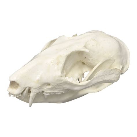 Opossum Skull Anatomy