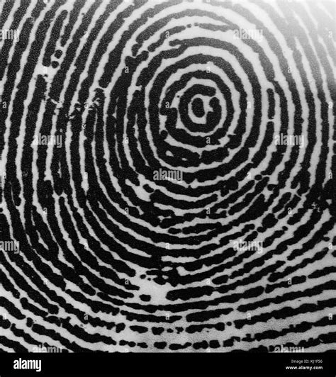 Whorl fingerprint Black and White Stock Photos & Images - Alamy