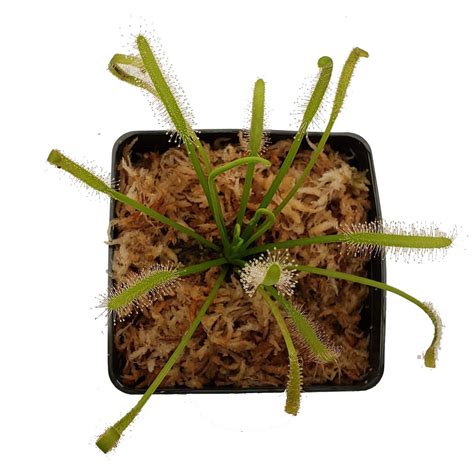 Cape Sundew Plant | Drosera Capensis for Sale | Predatory Plants