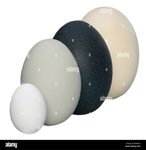 size comparison of the eggs of ostrich (argest egg of the world), emu ...