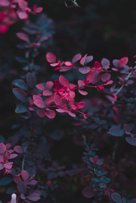 [100+] Dark Flower Aesthetic Wallpapers | Wallpapers.com