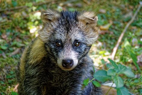 Raccoon Dogs: What Are They, Anyway? | The Rover Blog