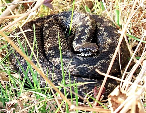 Image result for Snake Catching Adders