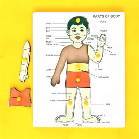 Mother Touch Toys - Wooden Body Parts Board: Learn About Your Body ...