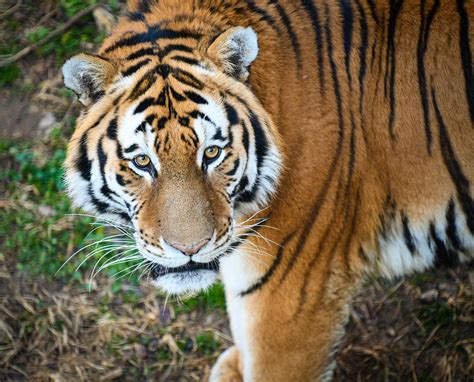 Amur Tigers Tiger Face Amur Tiger Individual Identification Based On