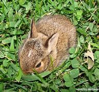 Image result for What Do You Feed a Wild Baby Bunny
