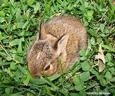 Image result for Wild Baby Bunny Newborn