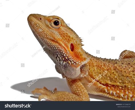 Bearded Dragon Black
