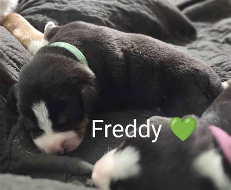 Entlebucher Sennenhund Puppies