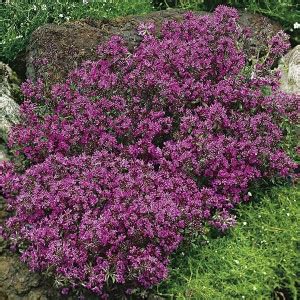 CYBEXIS NDIR-51 - Creeping Thyme Ground Cover - (450 Seeds) Seed Price ...