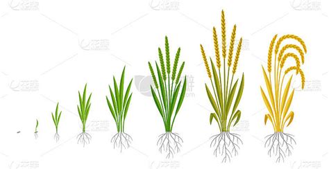 水稻选种、浸种、催芽技术流程和注意事项！