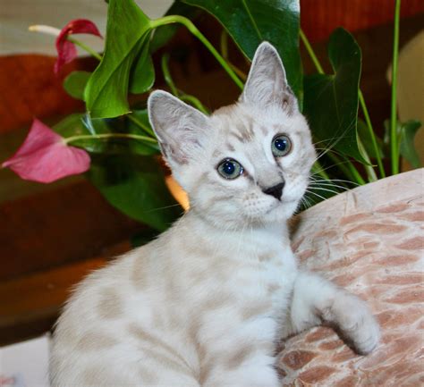 Snow Bengal Cat Kitten