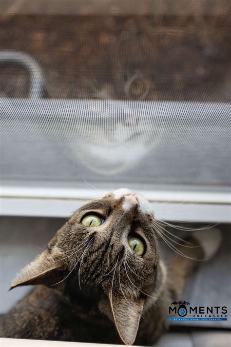 Compy Comp 的图像结果