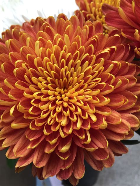 Bronze Spider Mum - Colorful Flowers