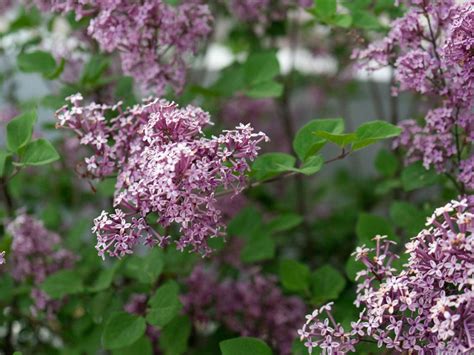 Varieties Of Lilac Trees at Doreen Woods blog